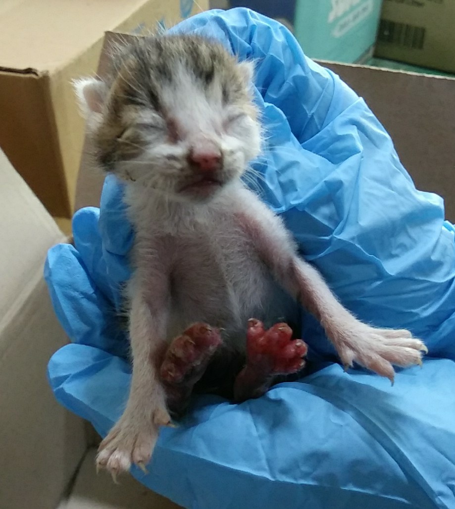 종료(자연사) 한국…